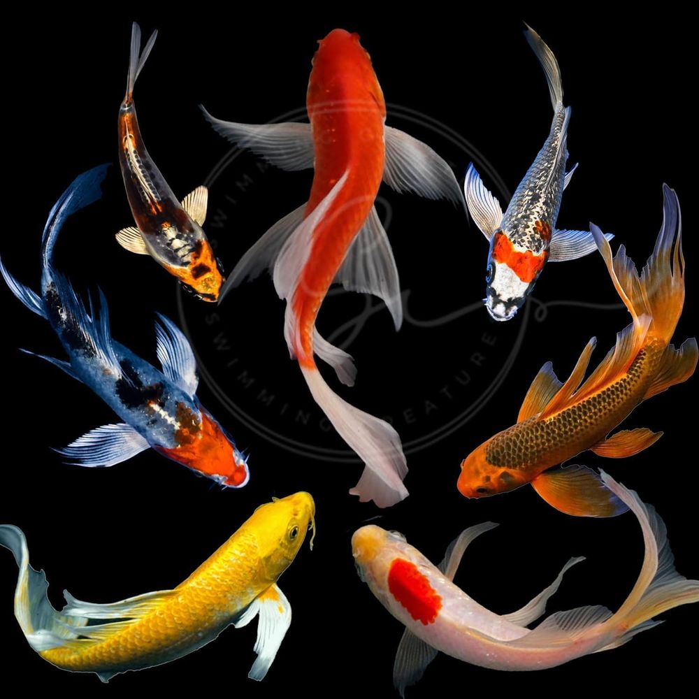 Aquarium Fish Live - Różne Kolory Żywe Ryby Koi do